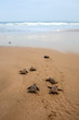 Loggerhead sea turtle emergence