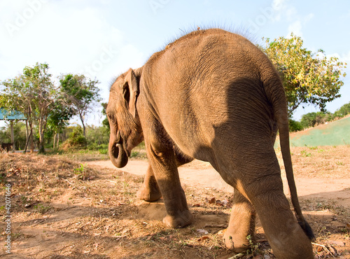 Foto: Baby Elephant walking in park Baby Elephant walking in park