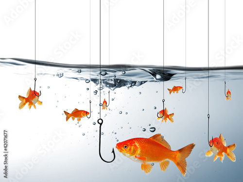 Foto: Fische vor Angelhaken Fische vor Angelhaken