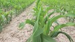 Video: cornfield cornfield