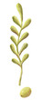 Olive branch