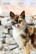 cat with green eyes
