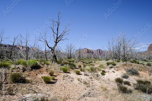 Photo: upper kolob plateau upper kolob plateau