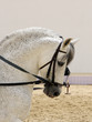 Closeup of A beautiful white stallion
