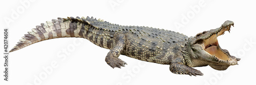 Photo: Asian crocodile Asian crocodile