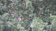 Baum im Regen