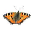 Schmetterling "Kleiner Fuchs"