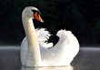 swan on the lake