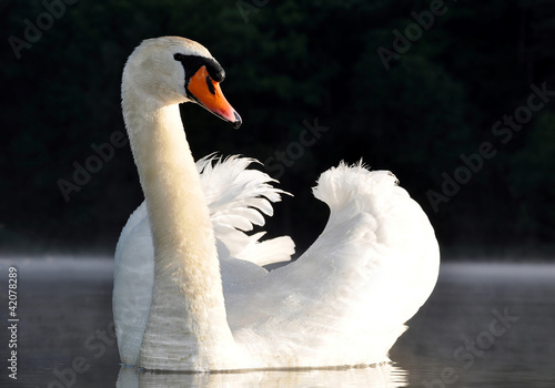 Photo: swan on the lake swan on the lake