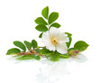 Flower hips on a white background