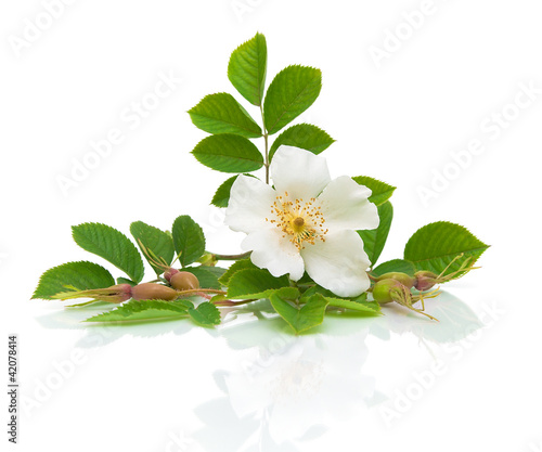 Photo: Flower hips on a white background Flower hips on a white background