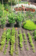 Vegi Plot