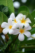 Plumeria Frangipani