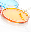Set of Petri dishes with a colored liquids