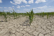Foto: dry cornfield dry cornfield