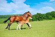 Horses