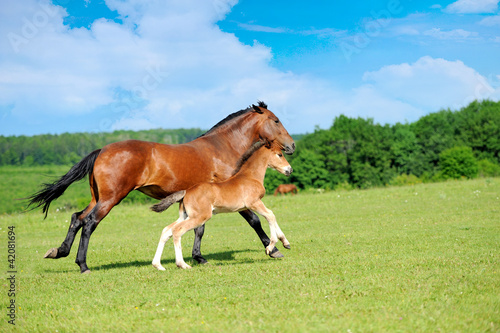 Photo: Horses Horses