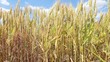 Video: Wheat field Wheat field