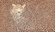 Vektor: Pattern background leopard Pattern background leopard