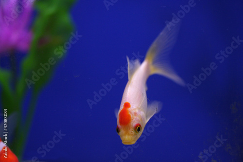 Red Headed Goldfish