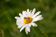 Margerite mit Biene