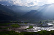Terraced rice fields