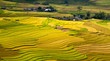 Terraced rice fields