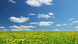 Blowball field, summertime,time lapse clip