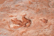 Dinosaur Track