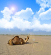 Photo: Camels Sitting with cloudy sky Camels Sitting with cloudy sky