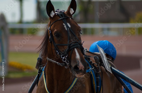 Photo: cheval de course cheval de course