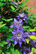 Foto: Clematis Clematis