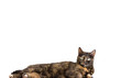 tortoiseshell cat