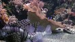 Video: under water world under water world