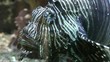 Fish macro video
