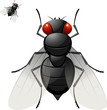 Housefly