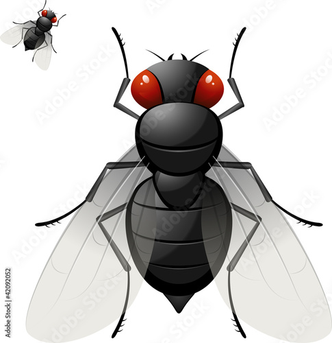 Vektor: Housefly Housefly