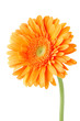 Orange gerbera daisy flower