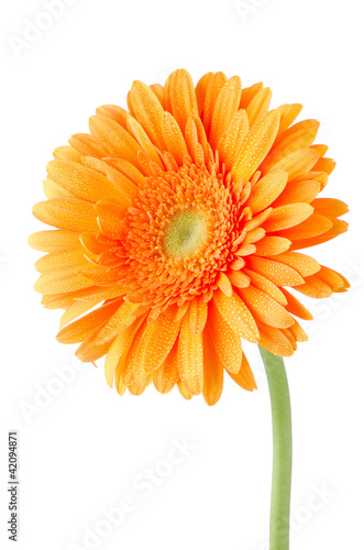 Photo: Orange gerbera daisy flower Orange gerbera daisy flower