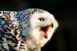 Snowy Owl