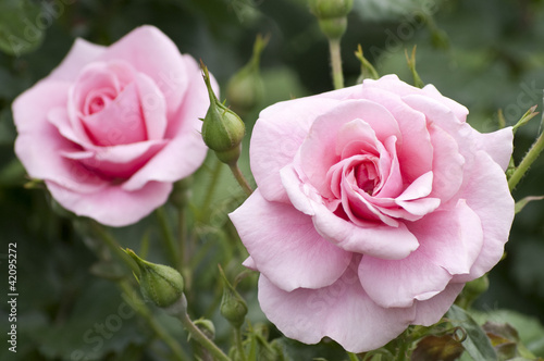 Photo: Two pink roses Two pink roses