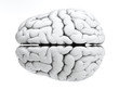 White brain