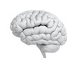 White brain