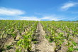 Allées de vignes