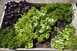 Parsley and salad