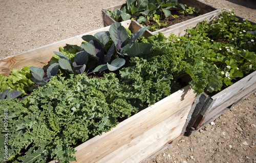 Photo: Kale, cabbage and salad Kale, cabbage and salad