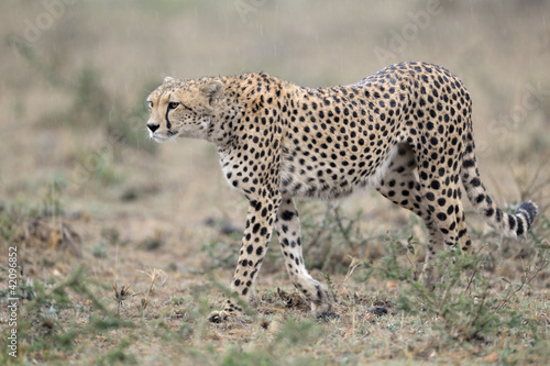 Photo: Cheetah walking in rain. Cheetah walking in rain.