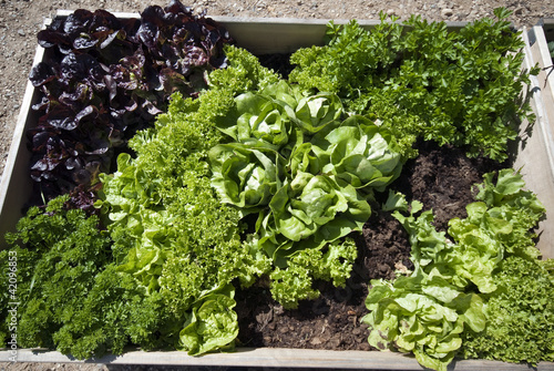 Photo: Parsley and salad Parsley and salad