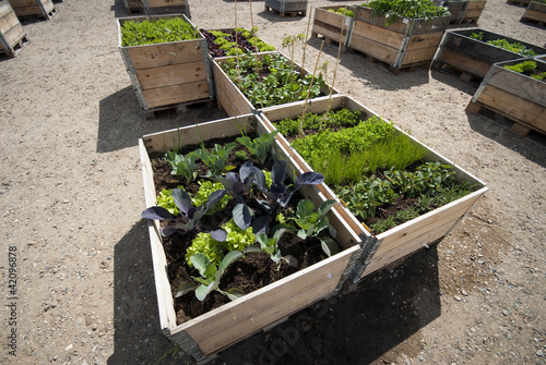 Photo: Raised garden beds all over Raised garden beds all over