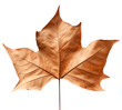Photo: Dead leaf Dead leaf